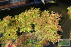 Bacopa Caroliniana Yellow Flame Aquarium Plant product image 28