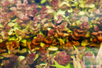 Bacopa Caroliniana Yellow Flame Aquarium Plant product image 29