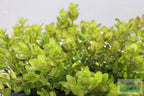 Bacopa Caroliniana Yellow Flame Aquarium Plant product image 30