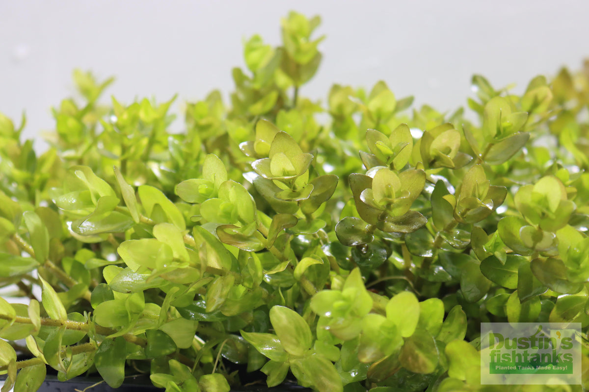 Bacopa Caroliniana Yellow Flame Aquarium Plant product image 30