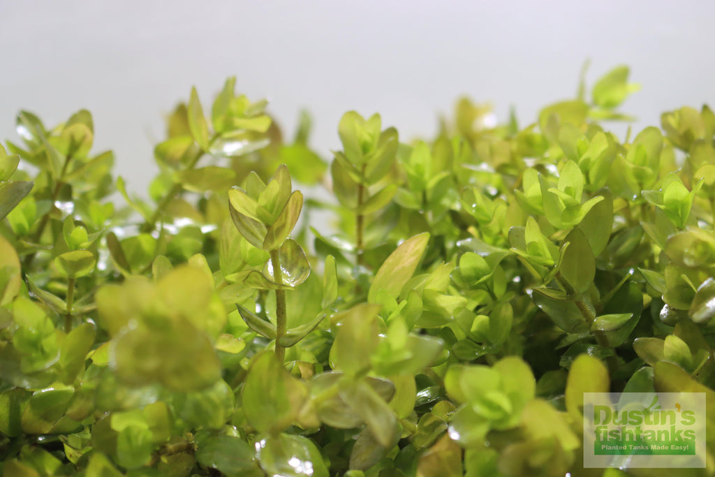 Bacopa Caroliniana Yellow Flame Aquarium Plant product image 31