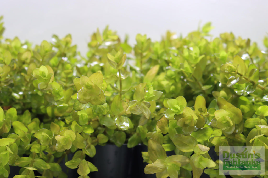 Bacopa Caroliniana Yellow Flame Aquarium Plant product image 32