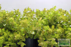 Bacopa Caroliniana Yellow Flame Aquarium Plant product image 32