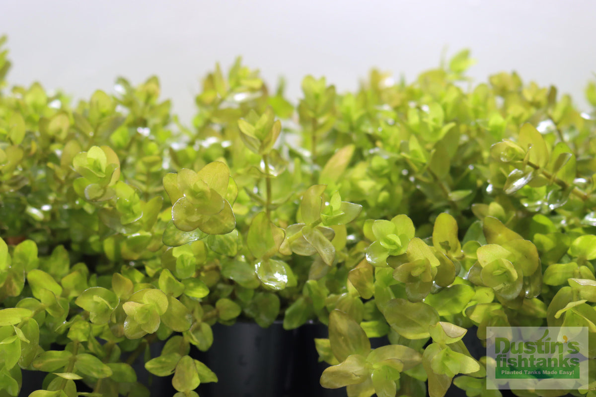 Bacopa Caroliniana Yellow Flame Aquarium Plant product image 32