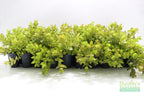 Bacopa Caroliniana Yellow Flame Aquarium Plant product image 33