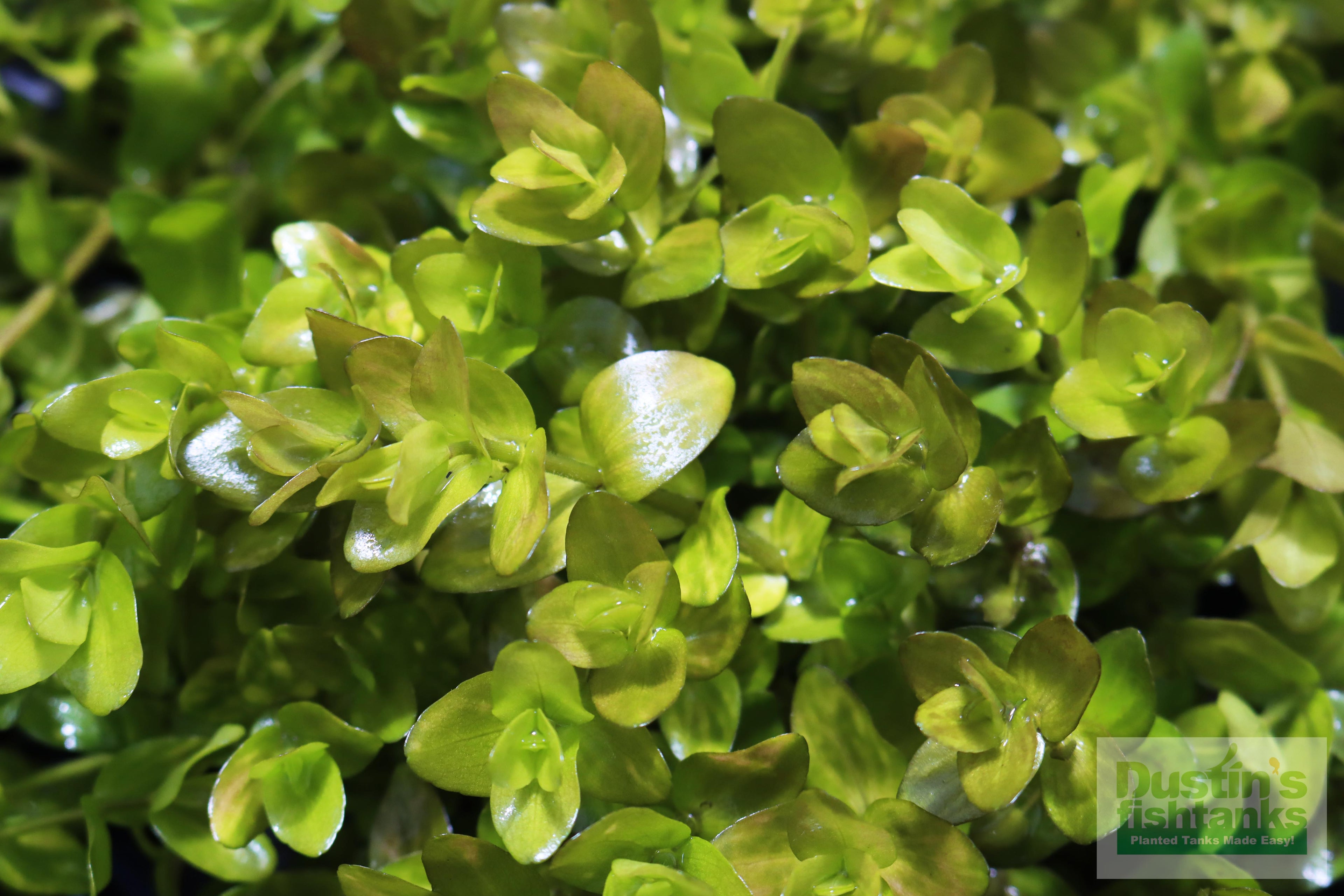 Bacopa Caroliniana Yellow Flame Aquarium Plant product image 34