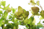 Bacopa Caroliniana Yellow Flame Aquarium Plant product image 35