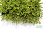 Bacopa Caroliniana Yellow Flame Aquarium Plant product image 36