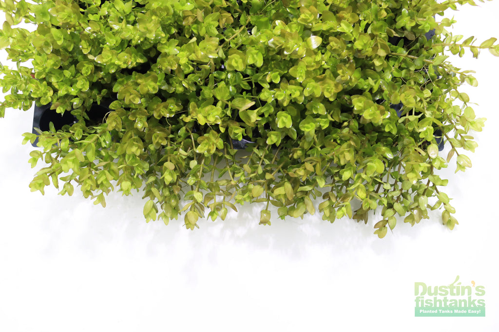 Bacopa Caroliniana Yellow Flame Aquarium Plant product image 37
