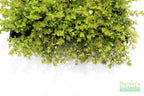 Bacopa Caroliniana Yellow Flame Aquarium Plant product image 37