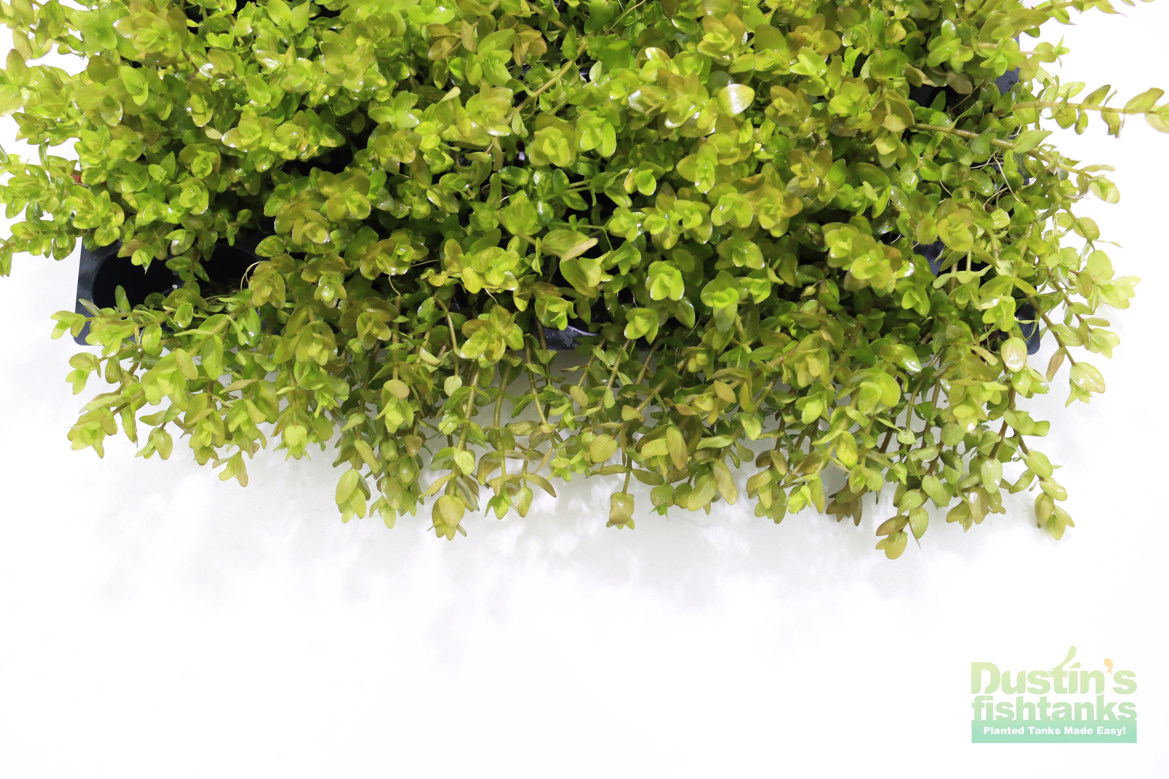 Bacopa Caroliniana Yellow Flame Aquarium Plant product image 37