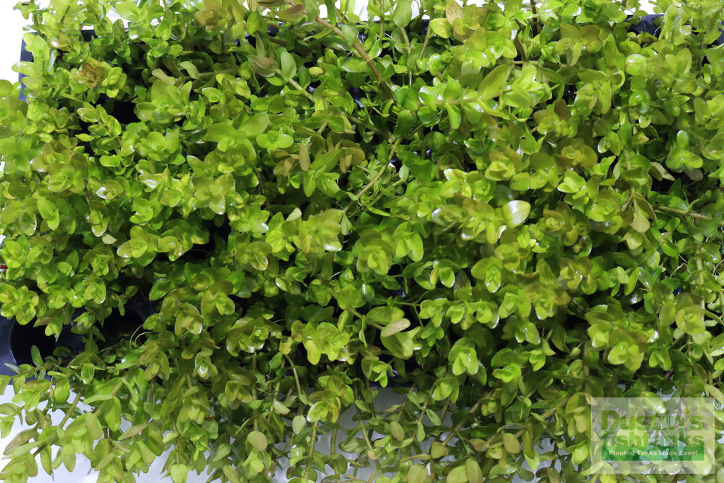Bacopa Caroliniana Yellow Flame Aquarium Plant product image 38