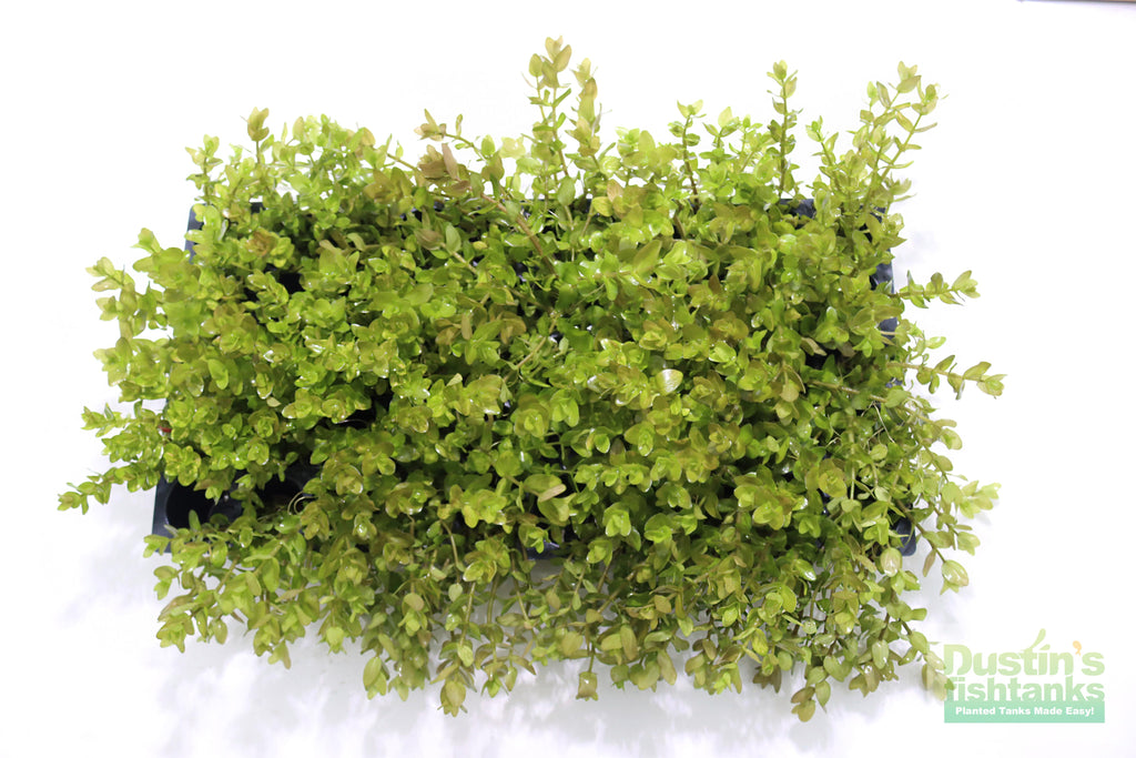 Bacopa Caroliniana Yellow Flame Aquarium Plant product image 39