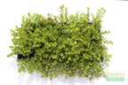 Bacopa Caroliniana Yellow Flame Aquarium Plant product image 39