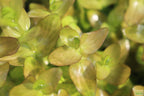 Bacopa Caroliniana Yellow Flame Aquarium Plant product image 40