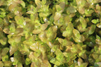 Bacopa Caroliniana Yellow Flame Aquarium Plant product image 41