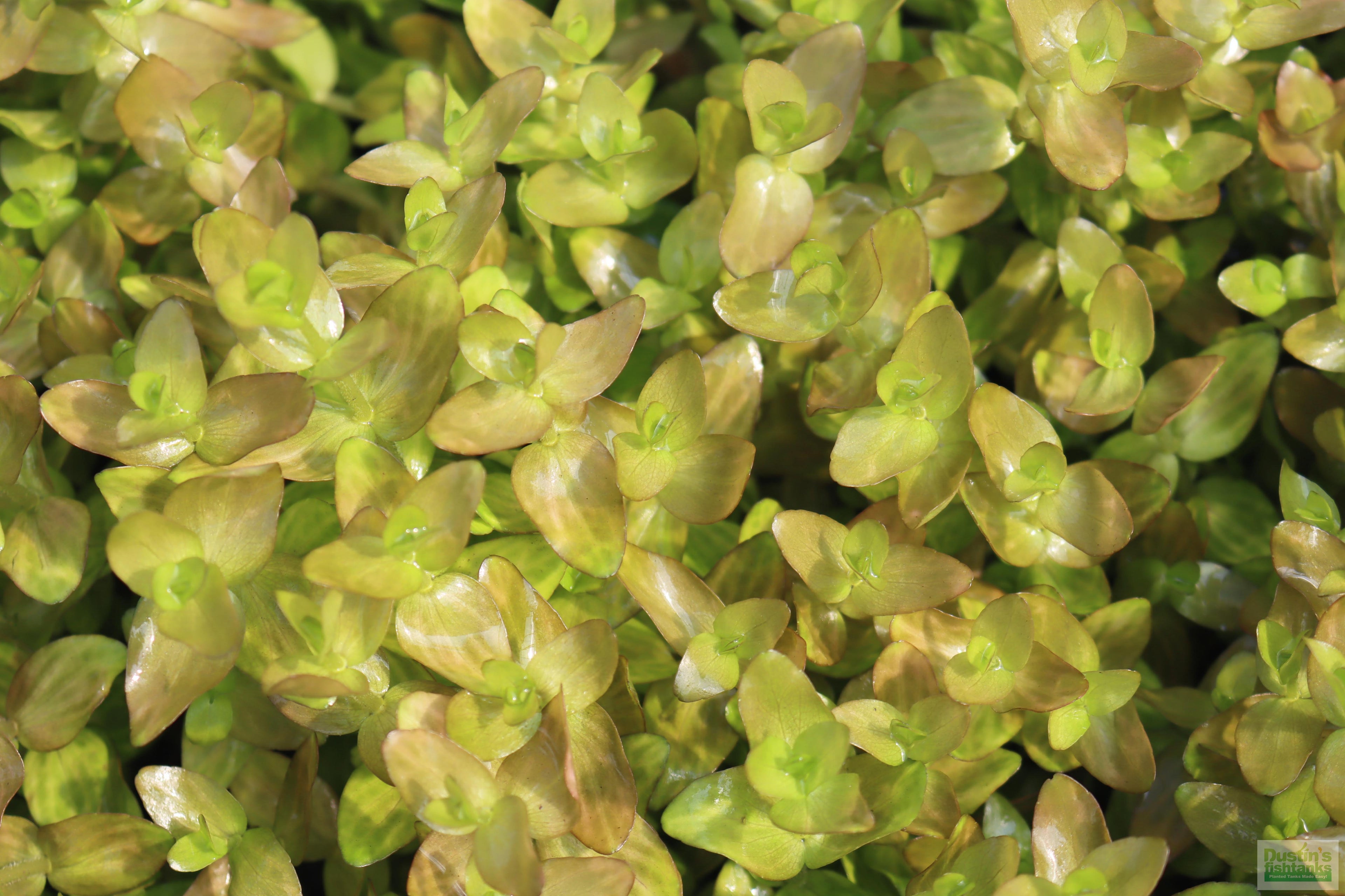 Bacopa Caroliniana Yellow Flame Aquarium Plant product image 41