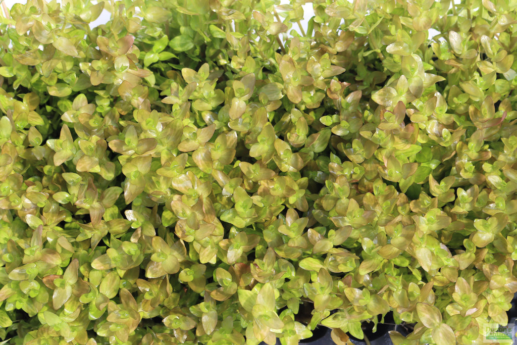 Bacopa Caroliniana Yellow Flame Aquarium Plant product image 42