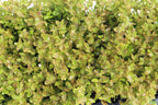 Bacopa Caroliniana Yellow Flame Aquarium Plant product image 42