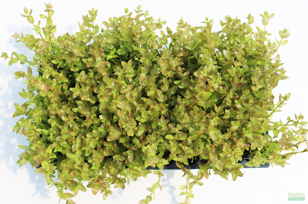 Bacopa Caroliniana Yellow Flame Aquarium Plant product image 43