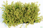 Bacopa Caroliniana Yellow Flame Aquarium Plant product image 43