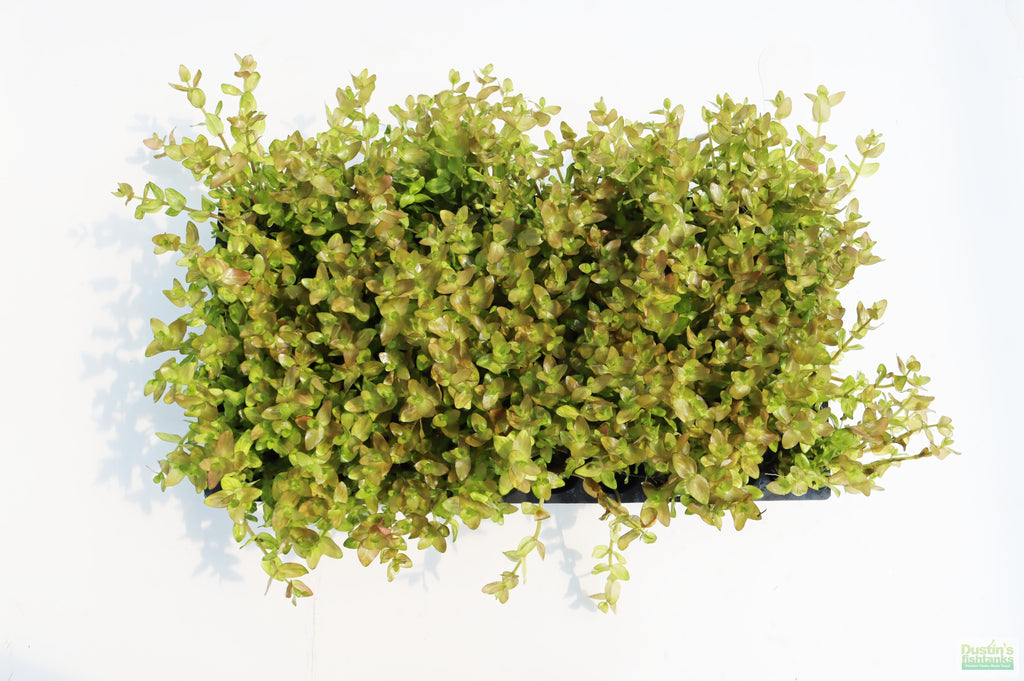 Bacopa Caroliniana Yellow Flame Aquarium Plant product image 44