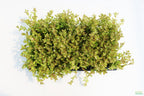 Bacopa Caroliniana Yellow Flame Aquarium Plant product image 44