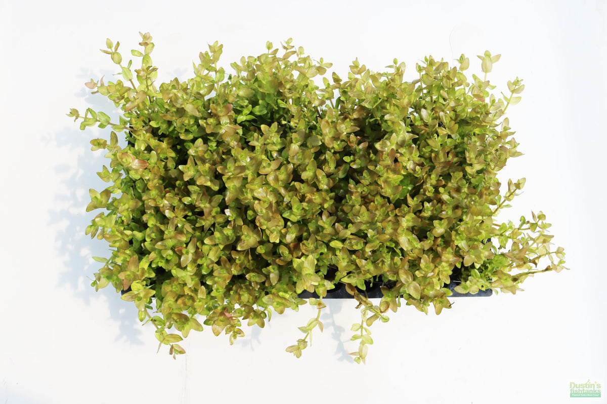 Bacopa Caroliniana Yellow Flame Aquarium Plant product image 44