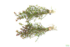 XL Bacopa Yellow Flame_Caroliniana_Aquarium Plant For sale