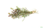 XL Bacopa Yellow Flame_Caroliniana_Aquarium Plant For sale