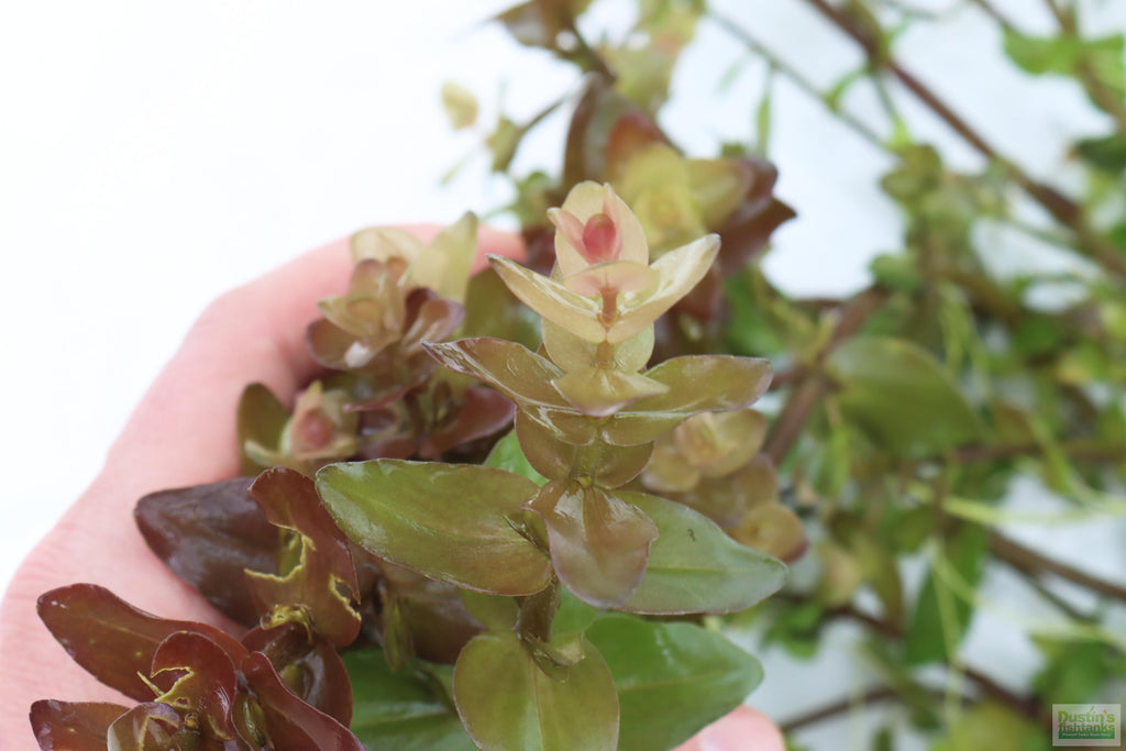XL Bacopa Yellow Flame_Caroliniana_Aquarium Plant For sale