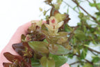 XL Bacopa Yellow Flame_Caroliniana_Aquarium Plant For sale