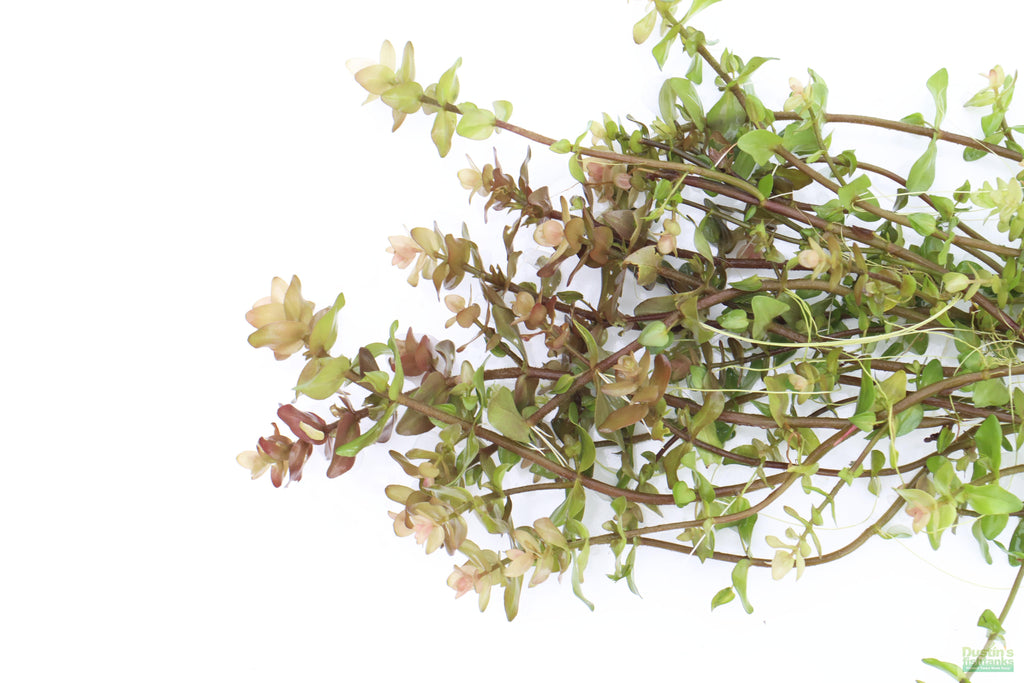 XL Bacopa Yellow Flame_Caroliniana_Aquarium Plant For sale