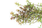 XL Bacopa Yellow Flame_Caroliniana_Aquarium Plant For sale