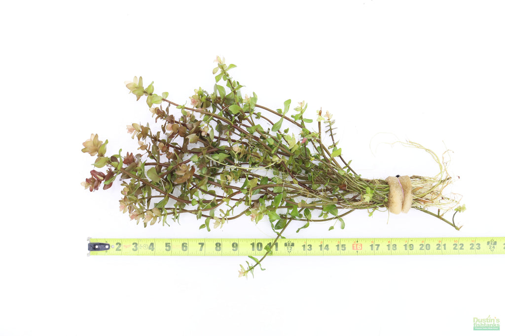XL Bacopa Yellow Flame_Caroliniana_Aquarium Plant For sale