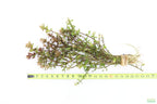 XL Bacopa Yellow Flame_Caroliniana_Aquarium Plant For sale