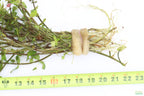 XL Bacopa Yellow Flame_Caroliniana_Aquarium Plant For sale