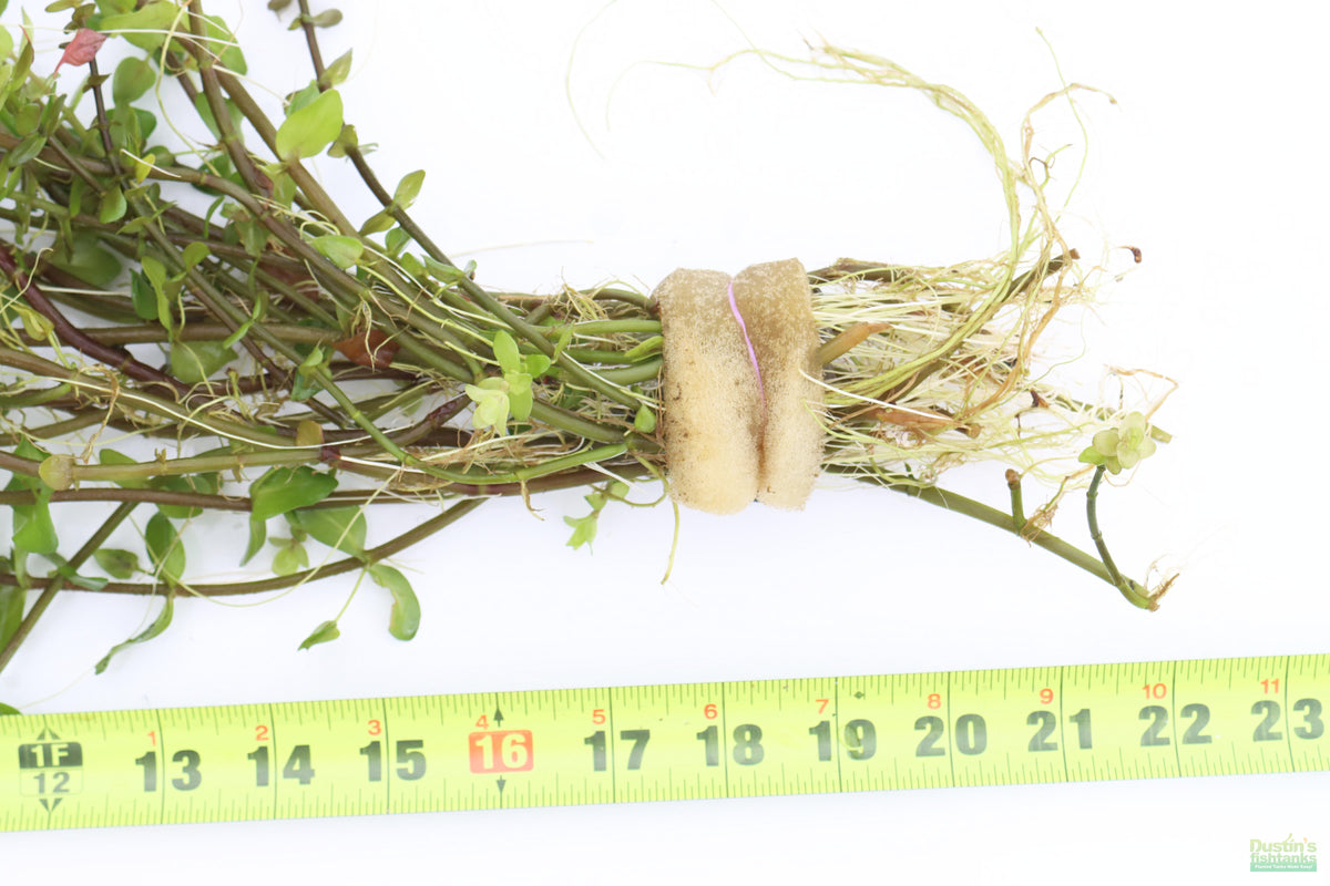 XL Bacopa Yellow Flame_Caroliniana_Aquarium Plant For sale