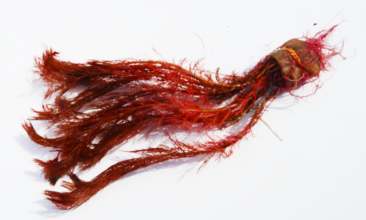 Live Aquarium Plant product image 1
