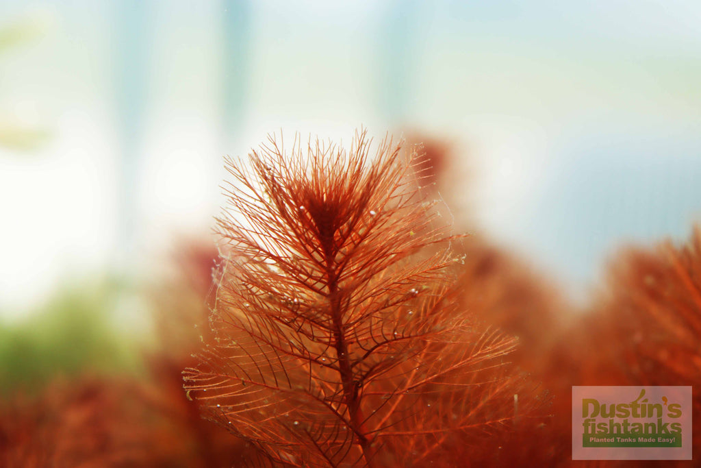 Live Aquarium Plant product image 2