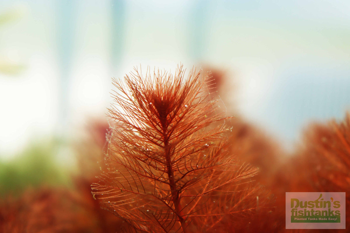 Live Aquarium Plant product image 2