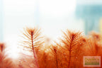 Live Aquarium Plant product image 3