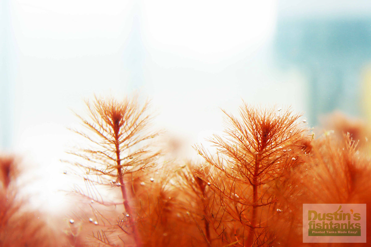 Live Aquarium Plant product image 3