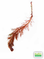 Live Aquarium Plant product image 4