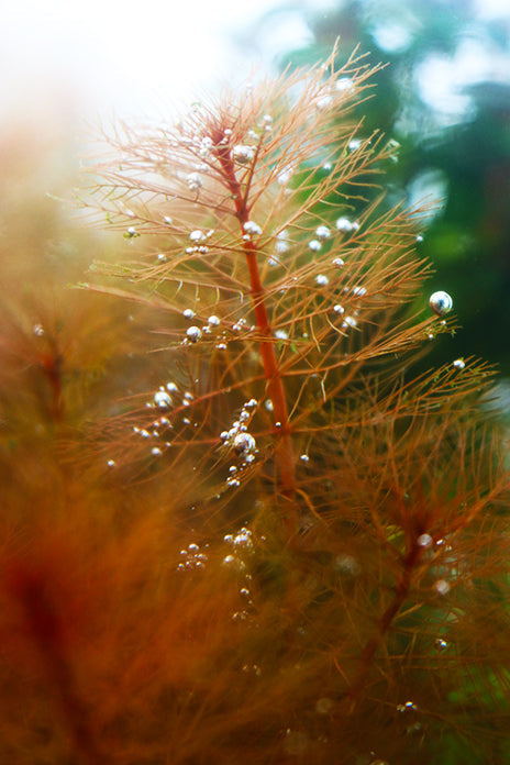 Live Aquarium Plant product image 5