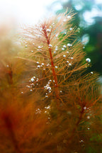 Live Aquarium Plant product image 5