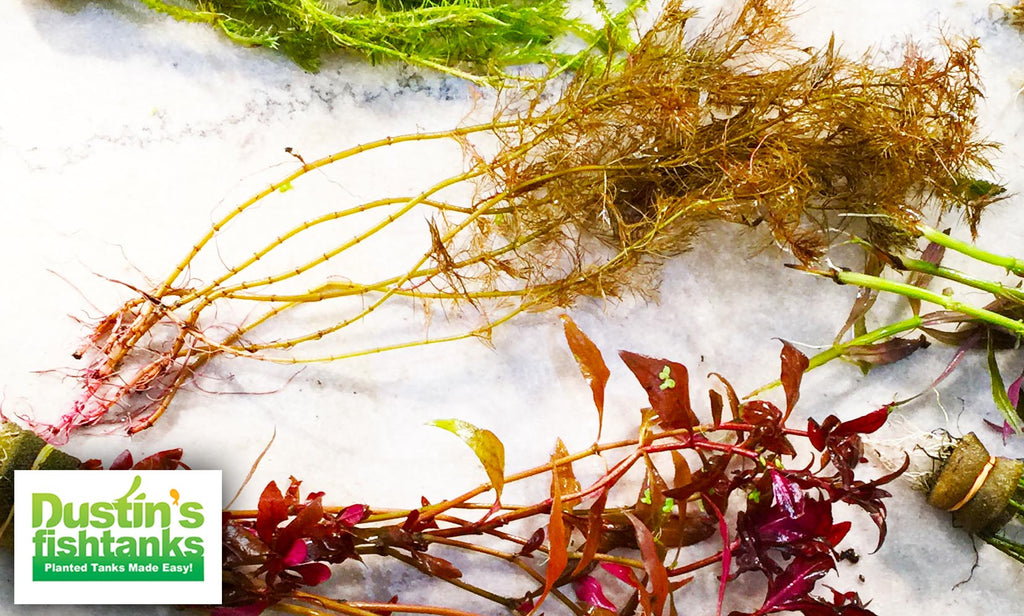 Live Aquarium Plant product image 6