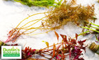 Live Aquarium Plant product image 6