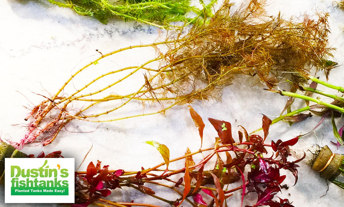 Live Aquarium Plant product image 6