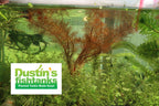 Live Aquarium Plant product image 8